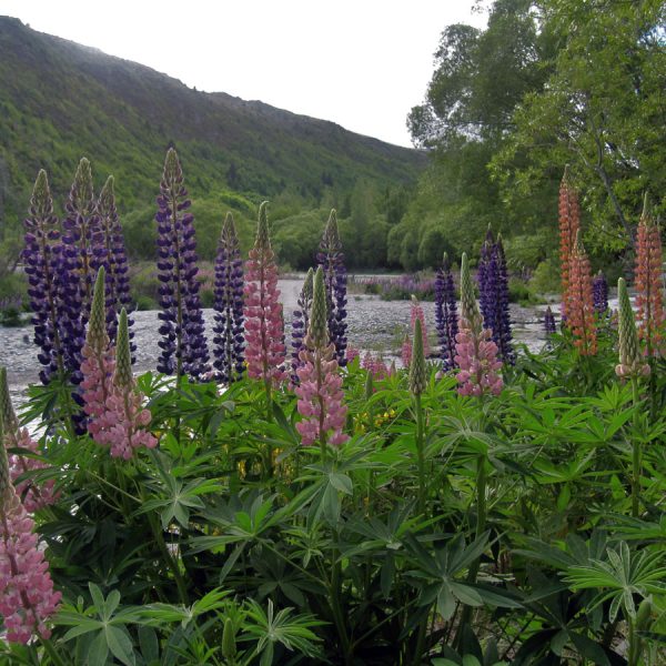 New Zealand Yoga Holiday - Image 5