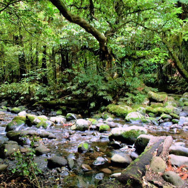 New Zealand Yoga Holiday - Image 3